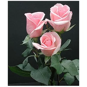 Роза "Пинко"(Pinko)